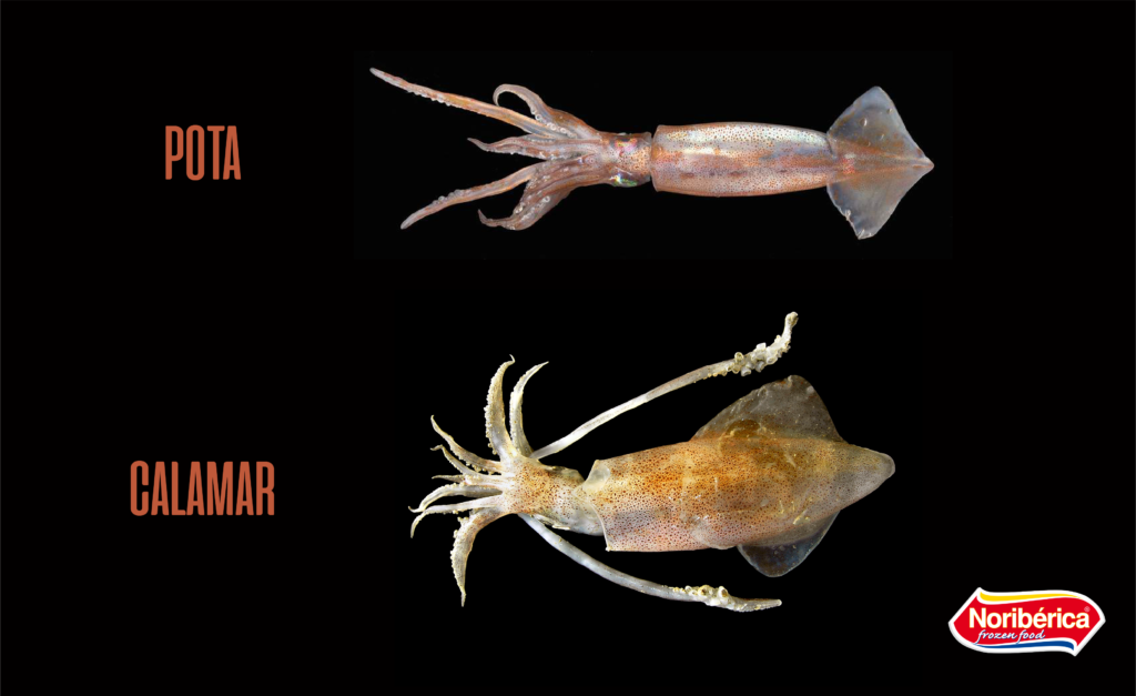 Pota Y Calamar Calamar Y Pota Sabes Cu les Son Las Diferencias 